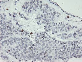 MAFB Antibody (aa32-320, clone OTI1E9)
