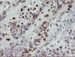 Monoclonal Mouse anti-Human MAFB Antibody (clone OTI2A6, IHC, WB)