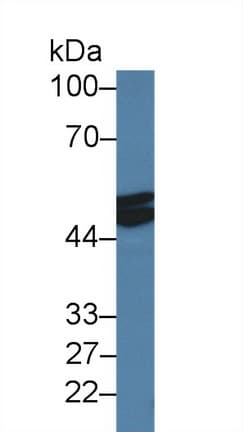 MSTN / GDF8 / Myostatin Antibody (aa267-376, APC)