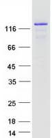 Human CCAR2 / KIAA1967 Protein (Recombinant Myc-DDK (Flag))
