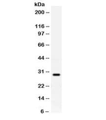 Polyclonal Rabbit anti-Human PRNP / PrP / Prion Antibody (IHC, WB)