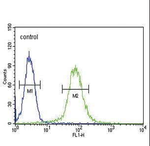 Polyclonal Rabbit anti-Human SMS / Spermine Synthase Antibody (IHC, WB)