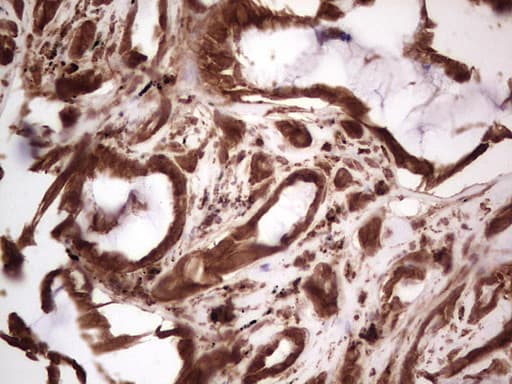 RET Antibody (aa713-1017, clone OTI5F2)