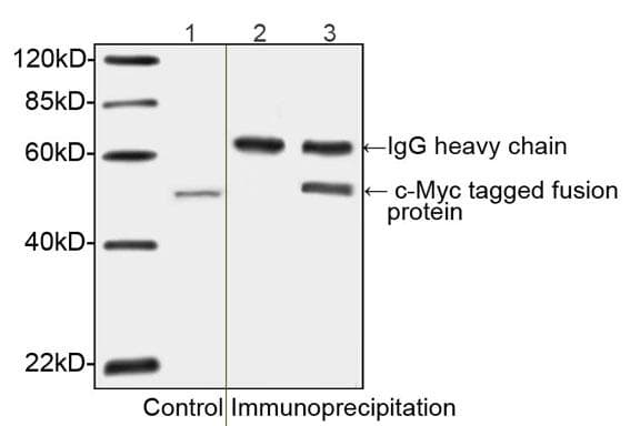 Myc Tag Antibody (c-Myc epitope)