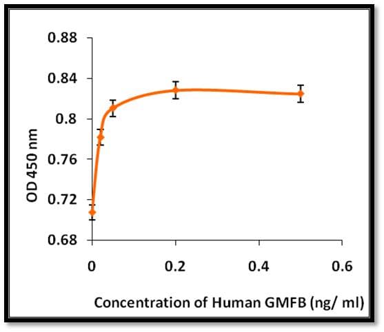 Human GMF Beta / GMFB Protein (Recombinant)