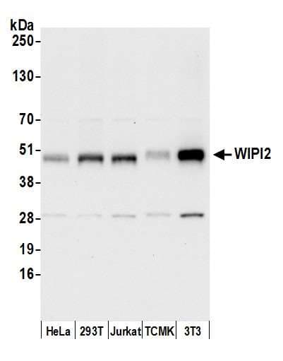 Polyclonal Rabbit anti-Human WIPI2 Antibody (aa404-454, WB)