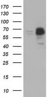 PEX5 Antibody (clone OTI6E9)