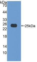 BAX Antibody (Cy3)