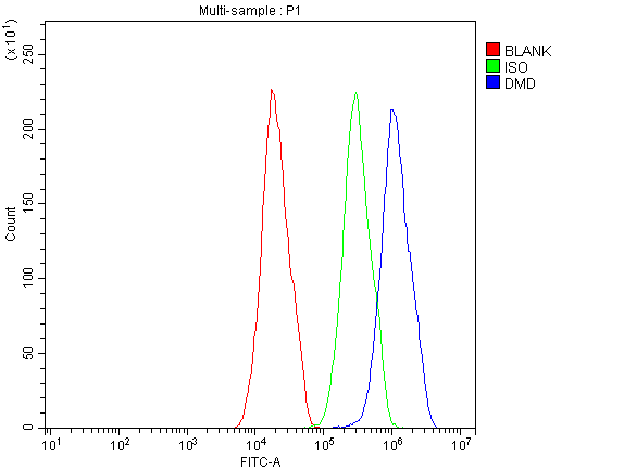 DMD / Dystrophin Antibody (aa3076-3404)