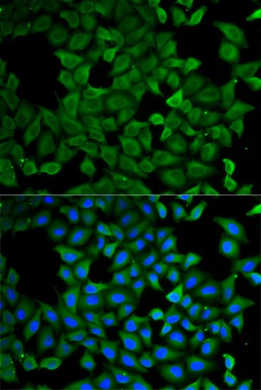 ATL1 Antibody