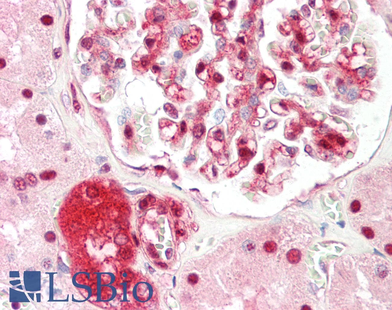 IHC-plus™ ZBTB40 Antibody