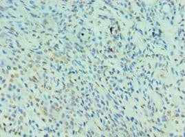 NEDD8 Antibody (aa1-81)