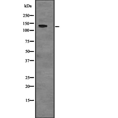 USP28 Antibody