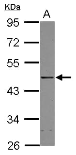 YY1 Antibody