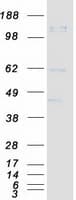 Human PRTG Protein (Recombinant Myc-DDK (Flag))