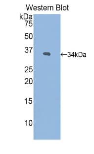 PNMA2 / MA2 Antibody (aa7-290)
