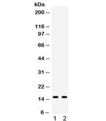 Polyclonal Rabbit anti-Mouse ISG15 Antibody (IHC, WB)