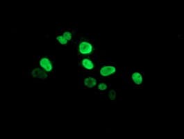 Monoclonal Mouse anti-Human PPARA / PPAR Alpha Antibody (clone OTI3G3, IF, WB)