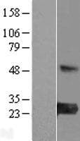 MED30 Protein (Over-Expression Lysate Myc-DDK (Flag))