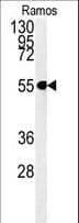 KIAA0226L Antibody (aa379-405)