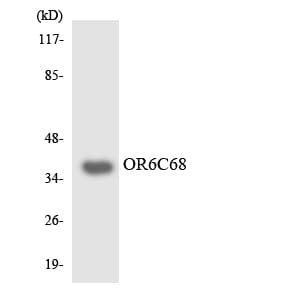 OR6C68 Antibody (aa250-299)