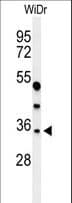 MAFA Antibody (aa282-311)