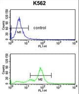 RFC2 / RFC40 Antibody (aa17-46)
