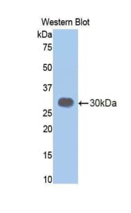 CELA3B / ELA3B Antibody (aa28-267)