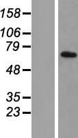TIMM44 / TIM44 Protein (Over-Expression Lysate Myc-DDK (Flag))