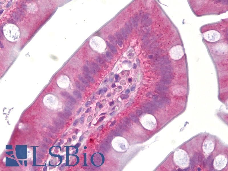 IHC-plus™ JNK1+2+3 Antibody (aa166-215)