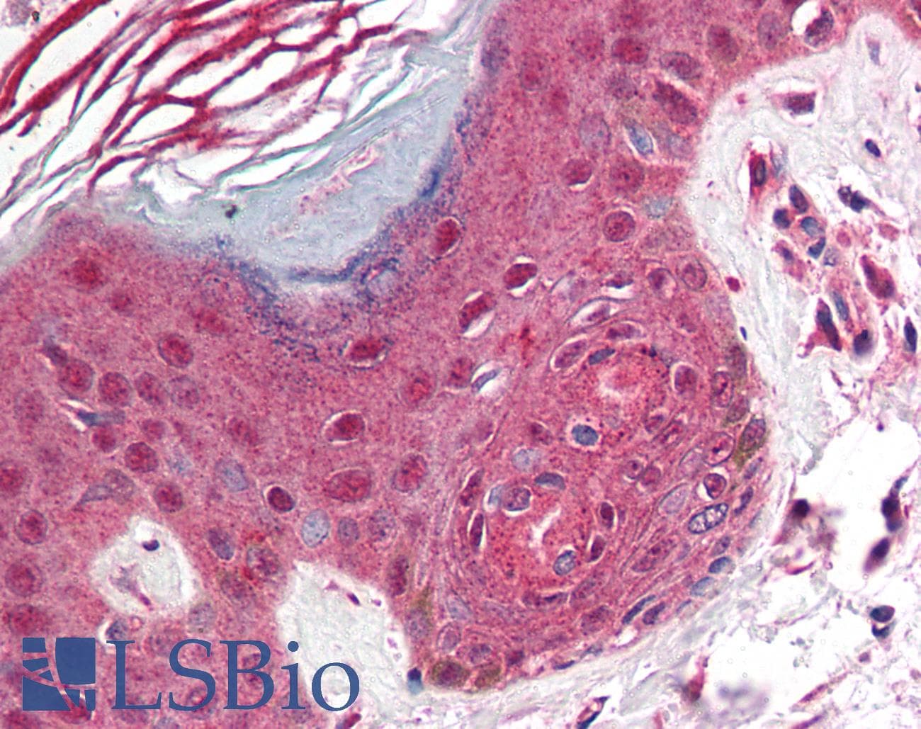 IHC-plus™ PDCD1 / CD279 / PD-1 Antibody