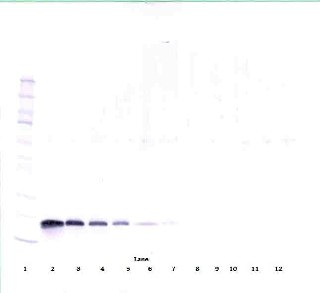 VEGFA / VEGF Antibody