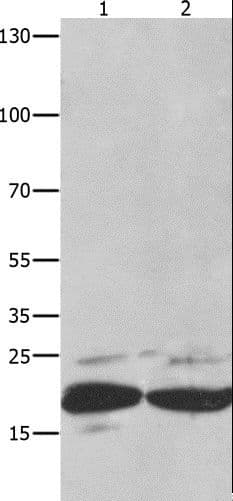 IHC-plus™ FADD Antibody