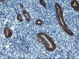 SRPRB Antibody (clone OTI1D9)