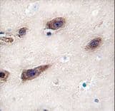 STX3 / Syntaxin 3 Antibody (aa178-205)
