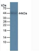 CHI3L1 / YKL-40 Antibody (aa112-377, APC)
