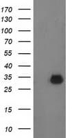 PNMT Antibody (clone OTI1B7)
