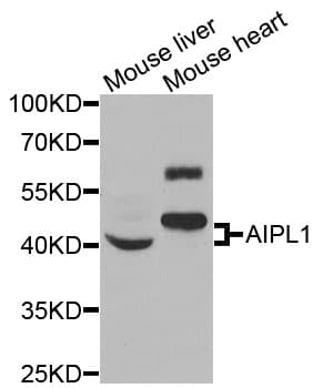 AIPL1 Antibody
