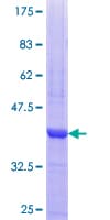 Human PRKACG Protein (Recombinant GST, N-terminus)