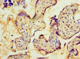 NMNAT3 Antibody (aa1-215)