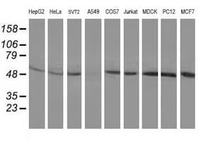 BECN1 / Beclin-1 Antibody (clone OTI3C3)