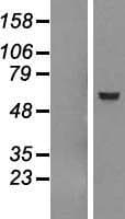 DFNA5 Protein (Over-Expression Lysate Myc-DDK (Flag))