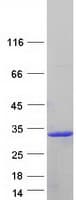 Human IFNA8 / Interferon Alpha 8 Protein (Recombinant Myc-DDK (Flag))