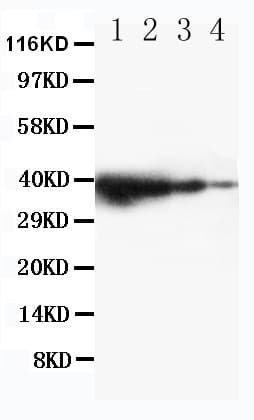 TICAM1 / TRIF Antibody (aa693-708)