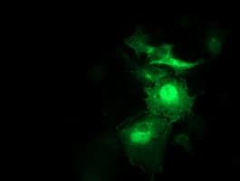 SNAP25 Antibody (clone OTI 1D5)