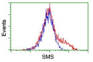 SMS / Spermine Synthase Antibody (clone OTI3C9)