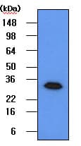 Monoclonal Mouse anti-Human Geminin Antibody (clone 2H7, WB)