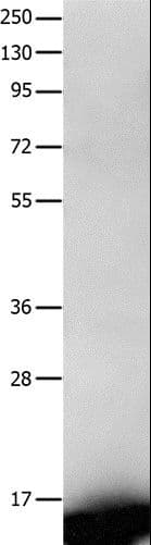 FABP7 / BLBP / MRG Antibody