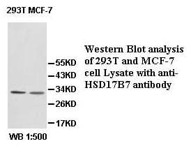 HSD17B7 / PRAP Antibody (aa35-221)