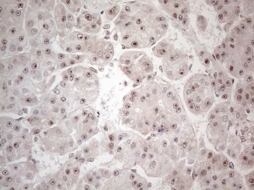 HMGB4 Antibody (clone OTI5G3, Carrier-free)